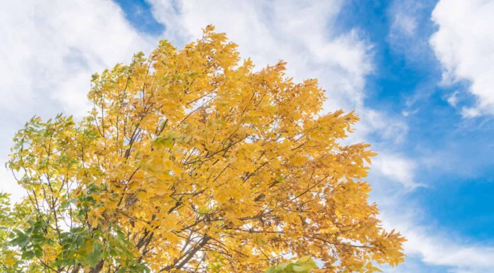Woman with Respirator Mask Fighting Spring Allergies Outdoor - Portrait of an allergic woman surrounded by seasonal flowers wearing a protective mask