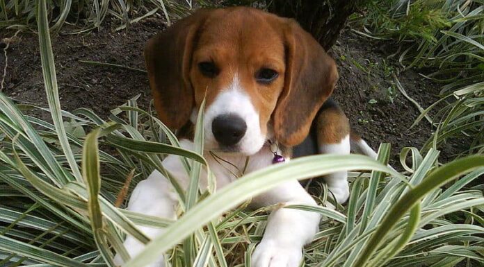 Vedi 17 colori Beagle rari e unici
