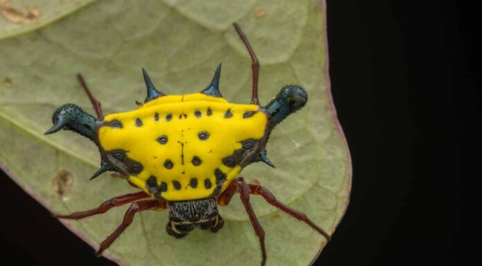 Guarda i 7 ragni più colorati trovati a gattonare negli Stati Uniti
