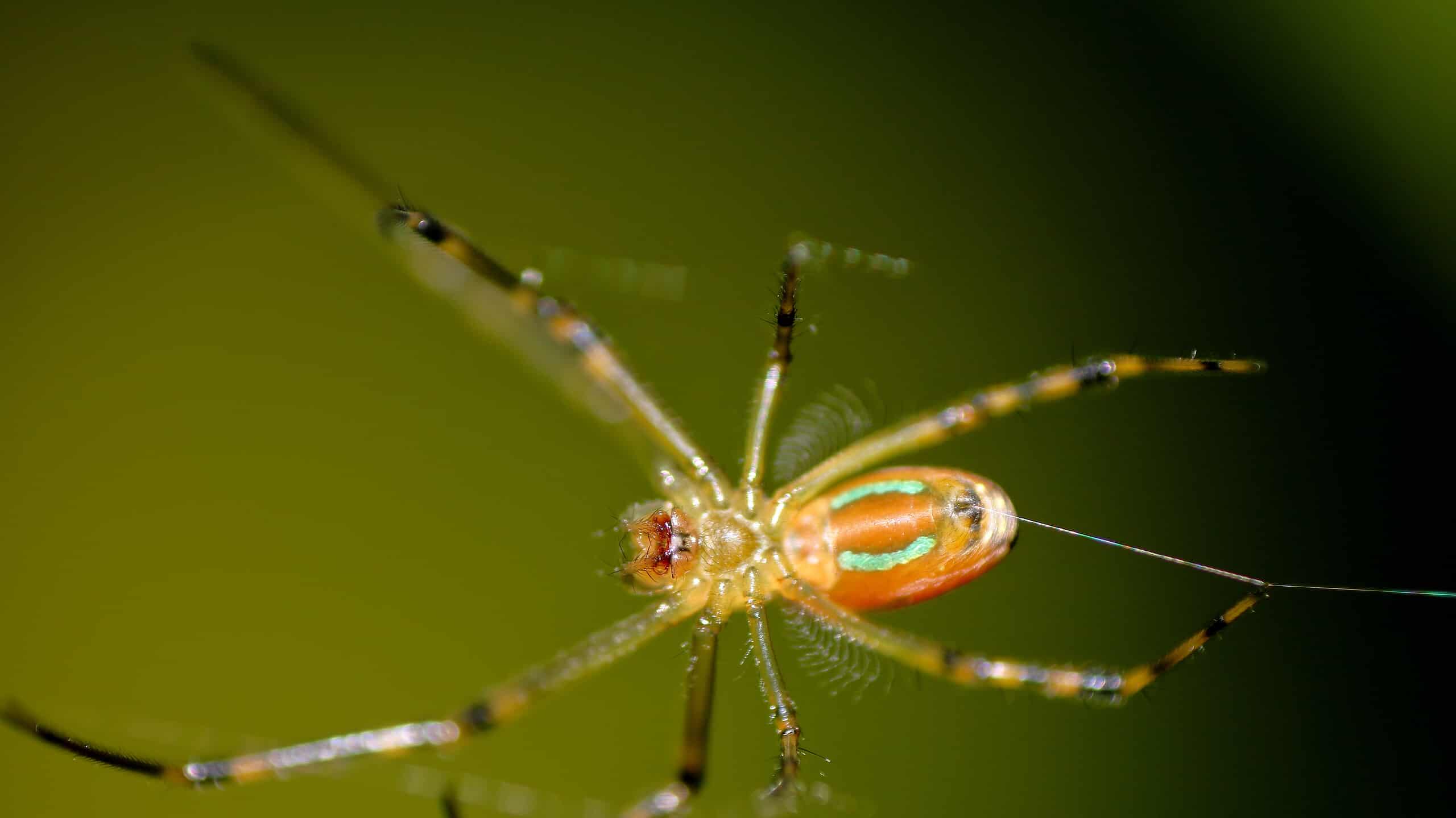 13 ragni gialli e neri (con immagini di ciascuno!)