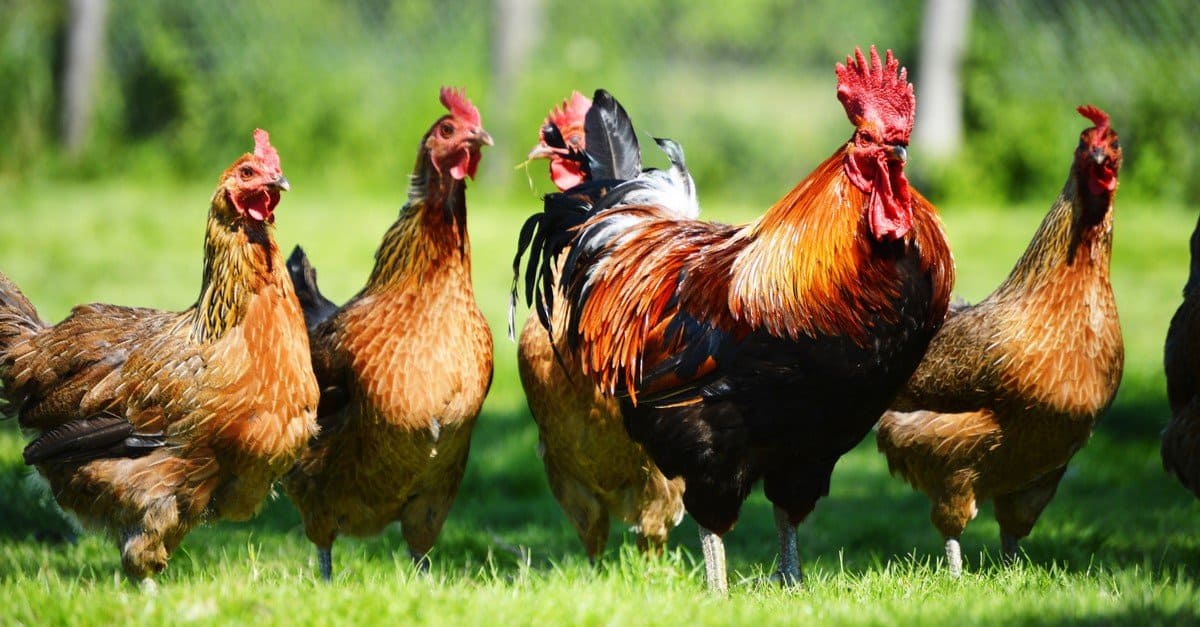 Allevare polli per le uova: una guida pratica completa