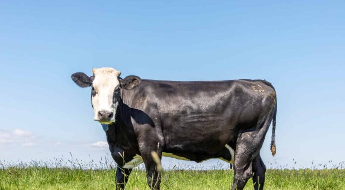 Herd of Lakenvelder cows with a newborn calf in a sunny green meadow