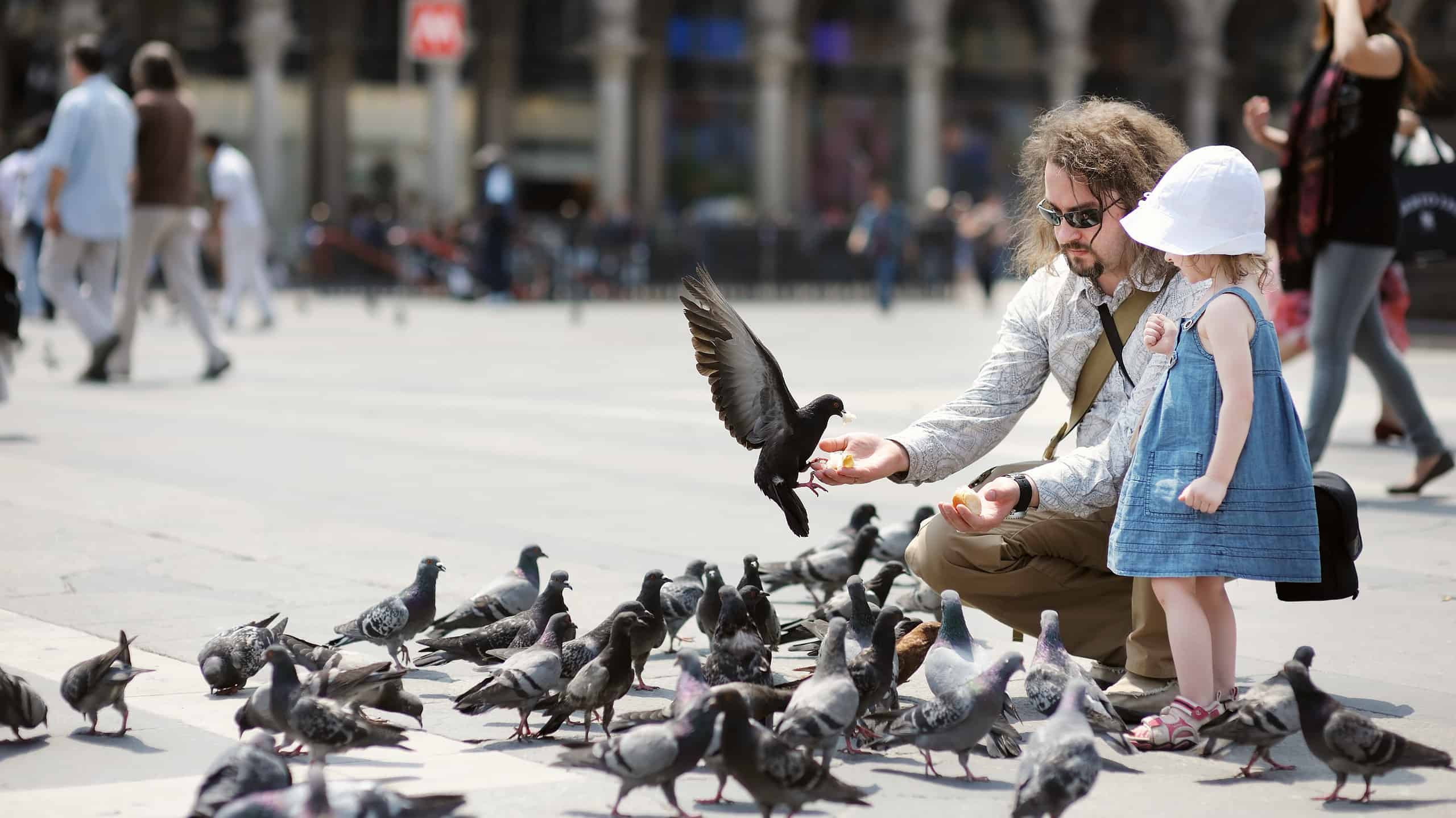 Come si chiama un gruppo di piccioni?