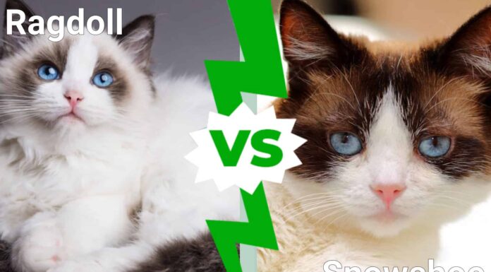 Ragdoll vs. Racchette da neve: quali sono le differenze?
