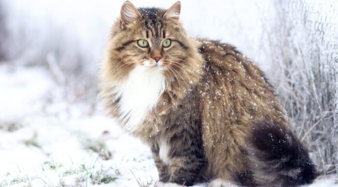 Prezzi del gatto siberiano nel 2023: costo di acquisto, fatture veterinarie e altri costi
