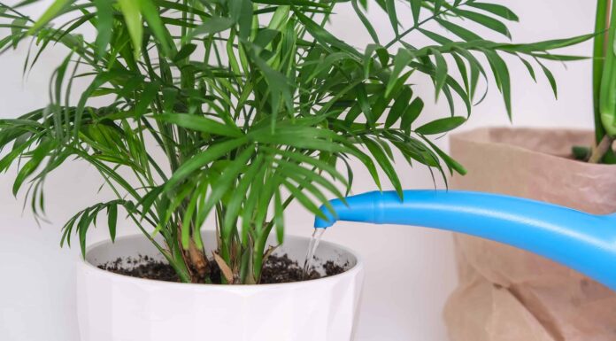 Cura delle palme in vaso: tutto ciò che devi sapere
