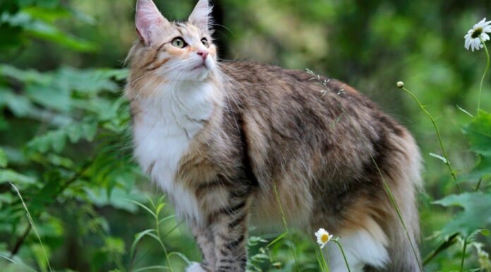Prezzi del gatto delle foreste norvegesi nel 2023: costo di acquisto, fatture veterinarie e altri costi
