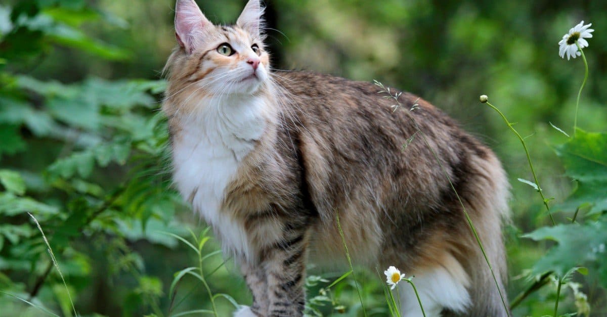 Prezzi del gatto delle foreste norvegesi nel 2023: costo di acquisto, fatture veterinarie e altri costi