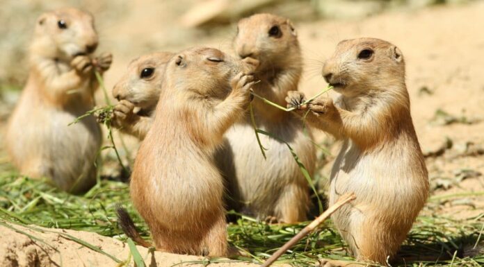 Scopri i 5 tipi di cani della prateria
