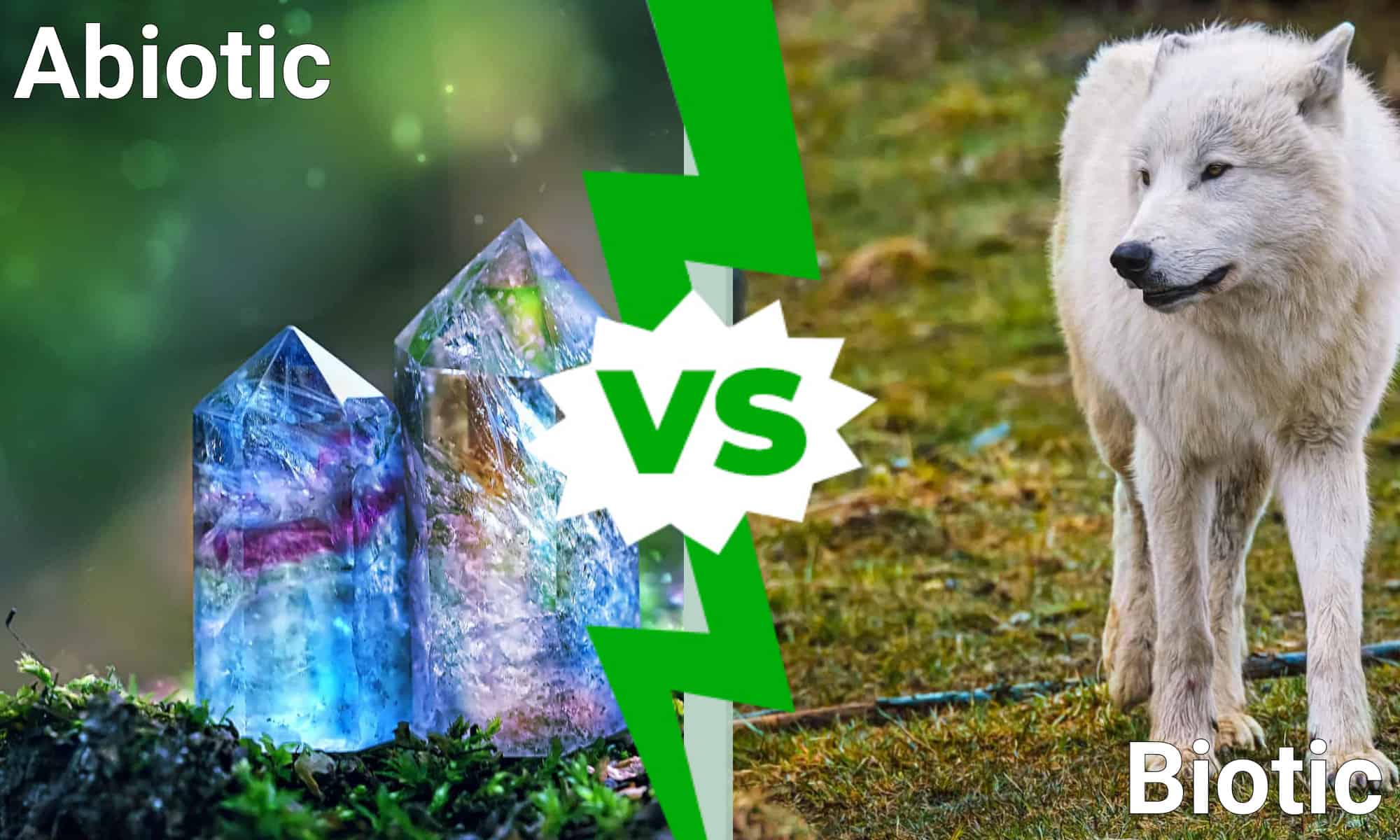 Abiotico vs biotico: qual è la differenza?