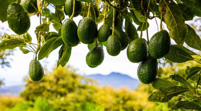 Three avocados are visible center frame growing on a tree, Green background. 
