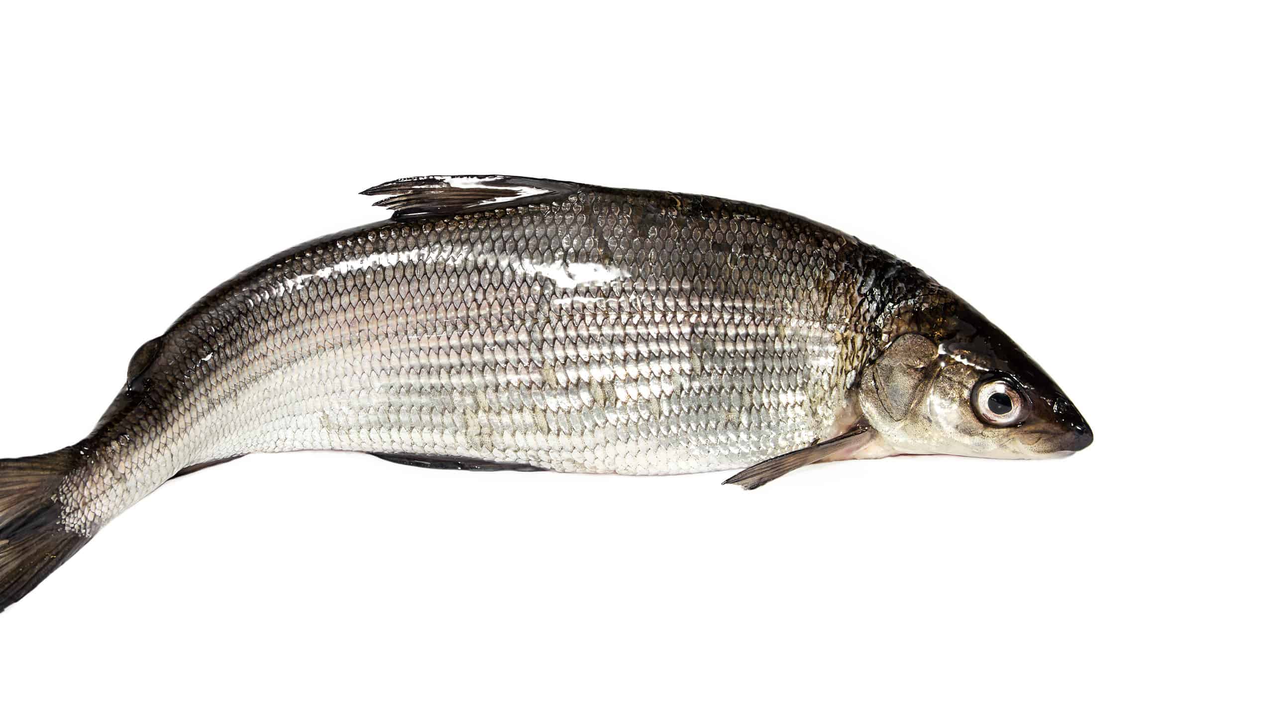 Scopri il più grande pesce bianco di Bonneville mai catturato in Idaho