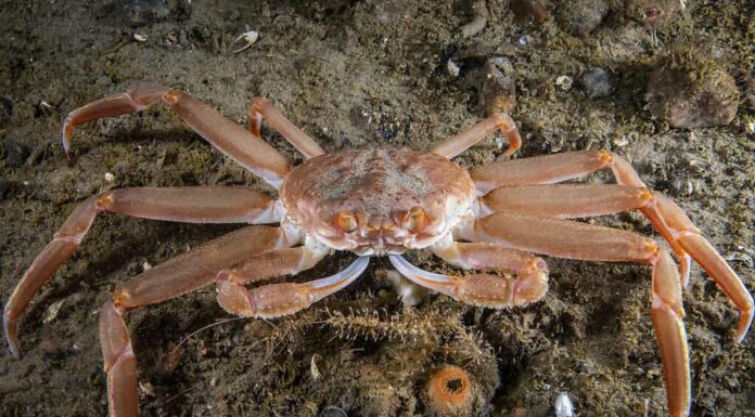 Granchio delle nevi sott'acqua