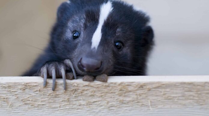 Le puzzole possono arrampicarsi sugli alberi?
