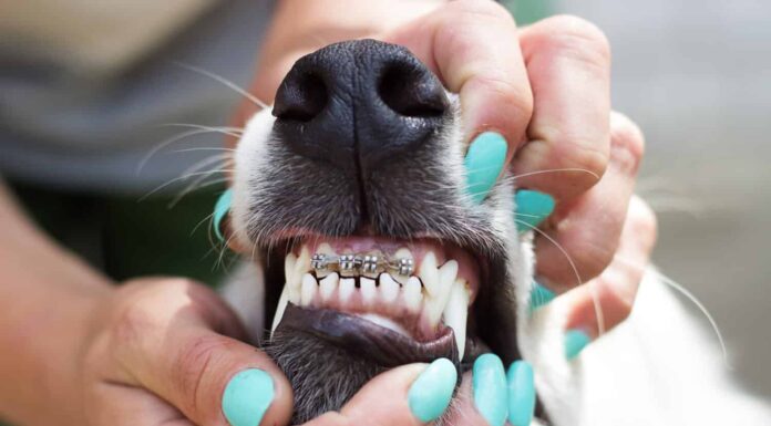  I cani possono avere l'apparecchio?  Prezzo e trattamento
