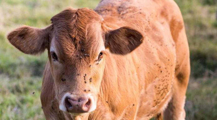 7 tipi di animali ruminanti con immagini
