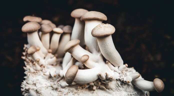 Come coltivare i funghi King Oyster
