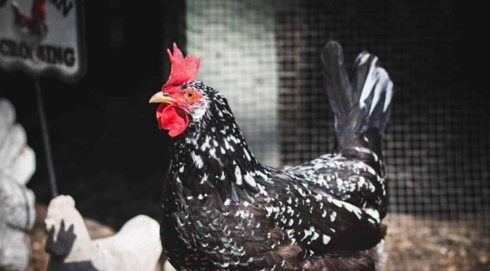 Scopri 10 razze di pollo in bianco e nero
