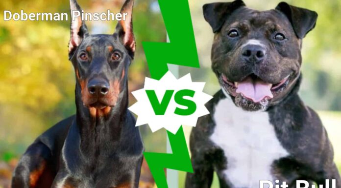 Doberman Pinscher vs. Pit Bull: qual è la razza giusta per te?
