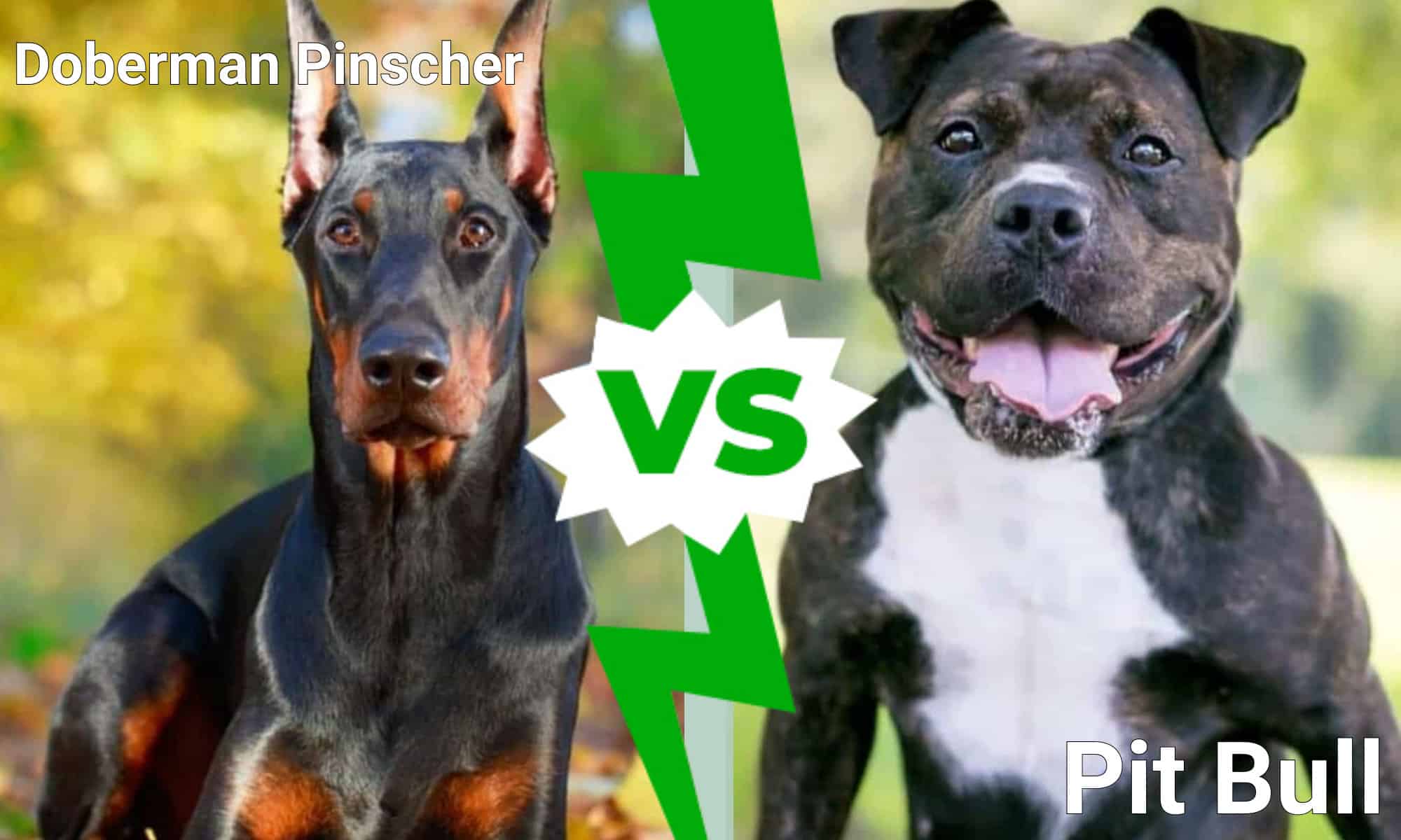 Doberman Pinscher vs. Pit Bull: qual è la razza giusta per te?