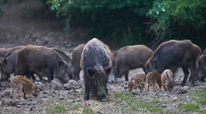 Guarda un'epica cattura di 19 maiali selvatici in una volta
