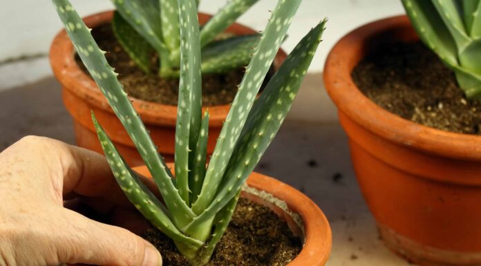 Come coltivare l'aloe vera: la tua guida completa
