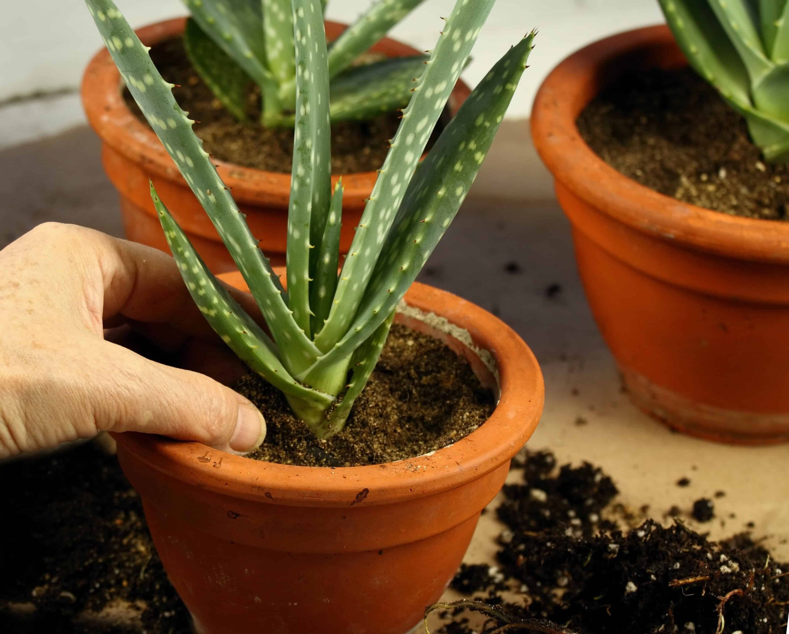 Come coltivare l'aloe vera: la tua guida completa