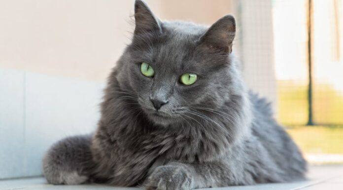 Prezzi del gatto Nebelung nel 2023: costo di acquisto, fatture veterinarie e altri costi
