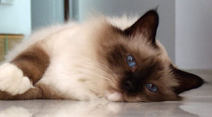 Prezzi del gatto di Birmania nel 2023: costo di acquisto, fatture veterinarie e altri costi
