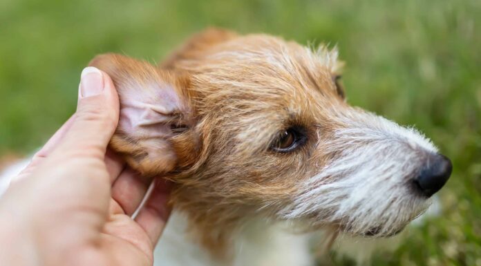  I cani possono farsi forare le orecchie?  È sicuro?

