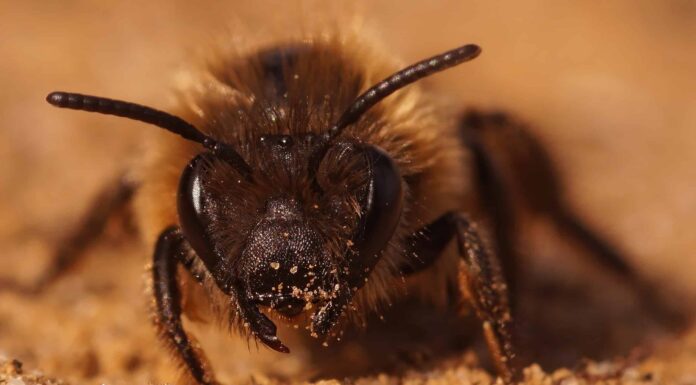 Come sbarazzarsi istantaneamente delle api macinate

