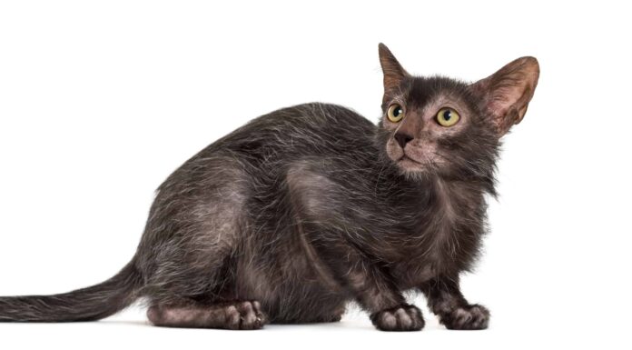 Prezzi dei gatti Lykoi nel 2023: costi di acquisto, fatture veterinarie e altri costi
