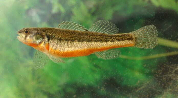 6 tipi popolari di pesce Darter
