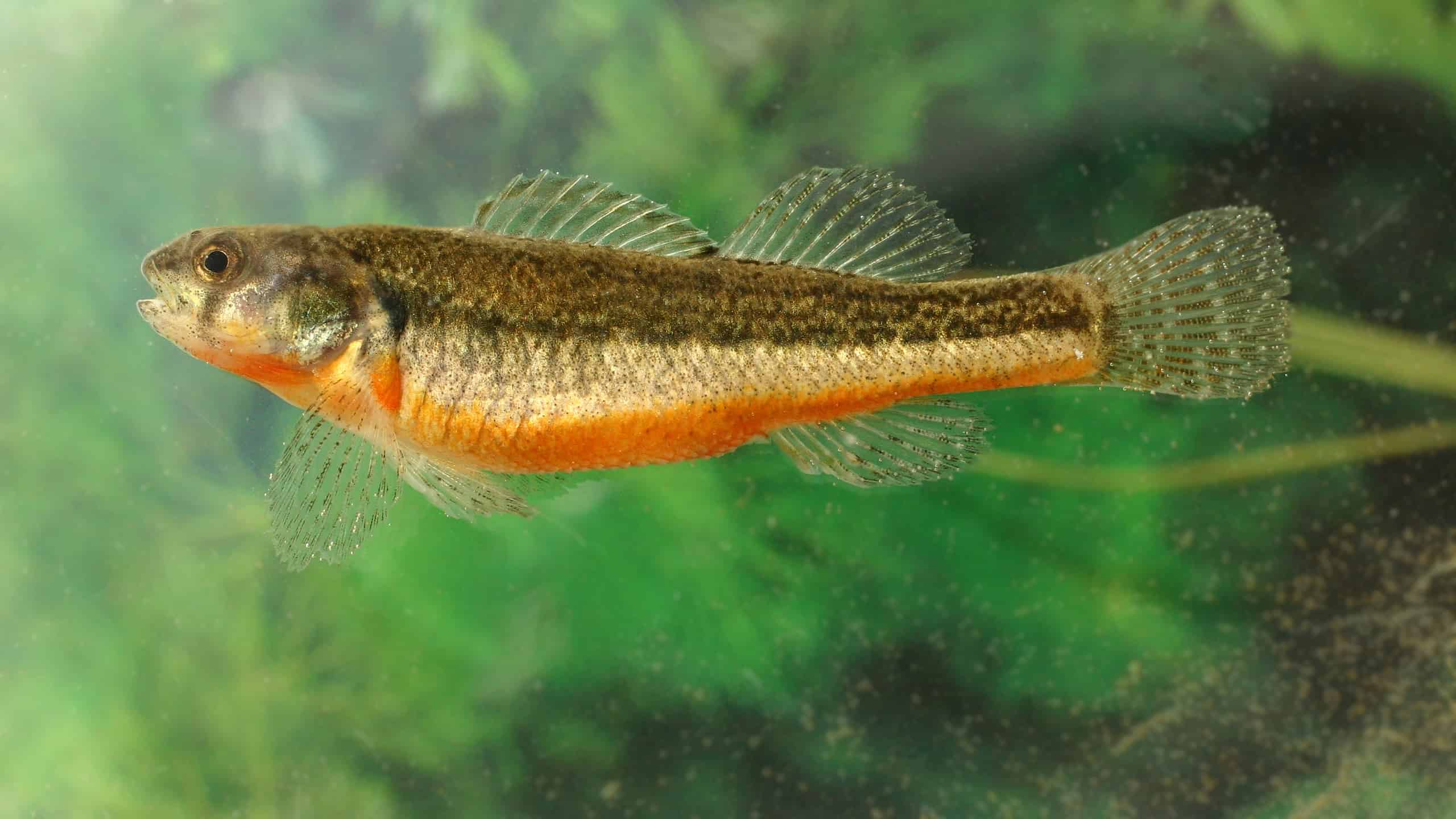 6 tipi popolari di pesce Darter
