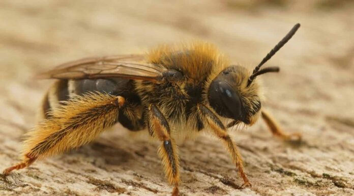 Le api possono volare di notte?
