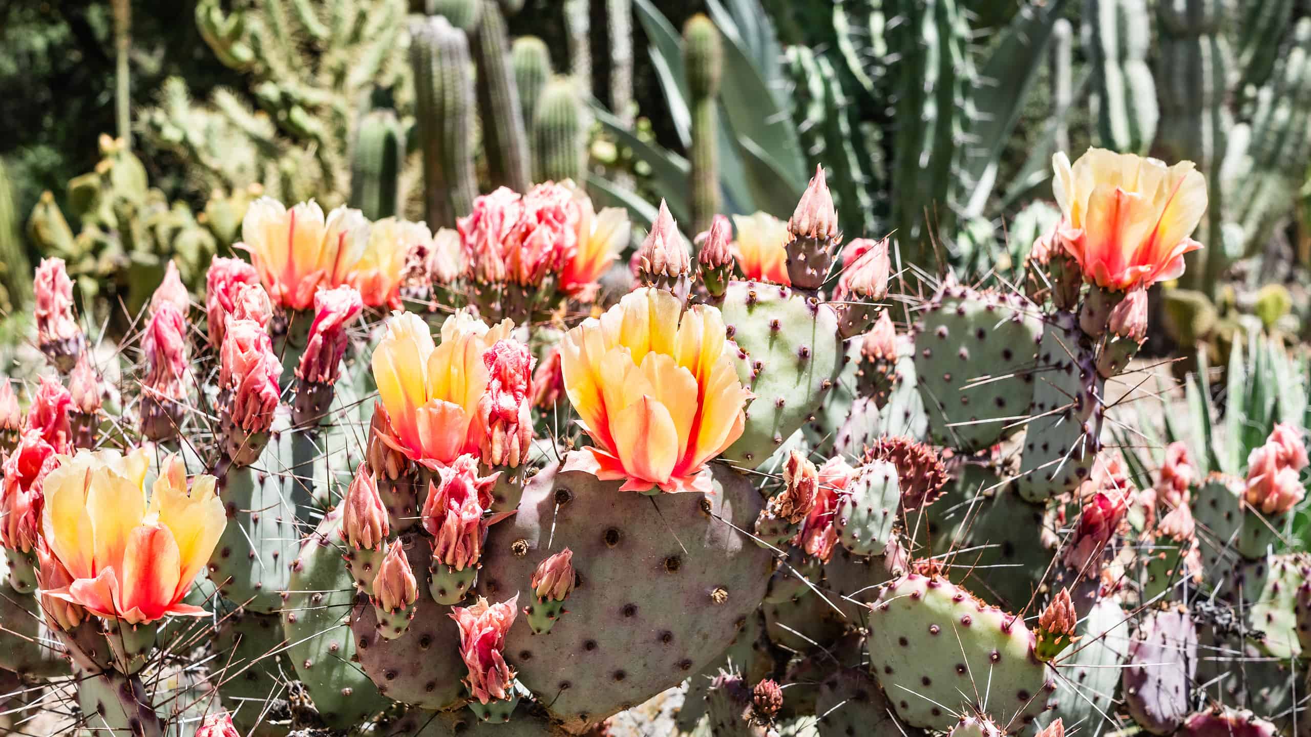 Una guida ai cactus nel Nord Dakota