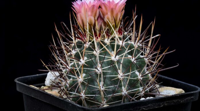 Cactus nel Mississippi
