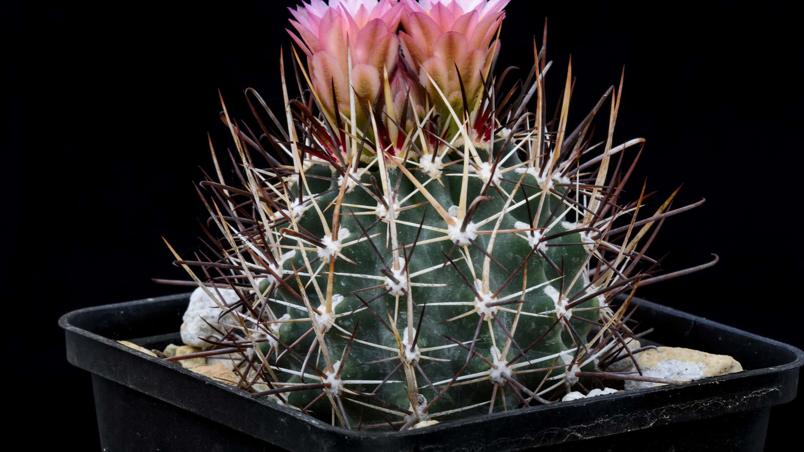 Cactus nel Mississippi