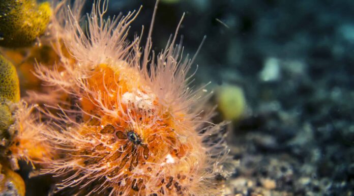 Scopri 5 specie di pesci brutti (con immagini!)
