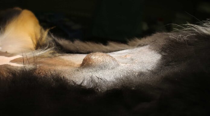 5 tipi di ernie nei cani
