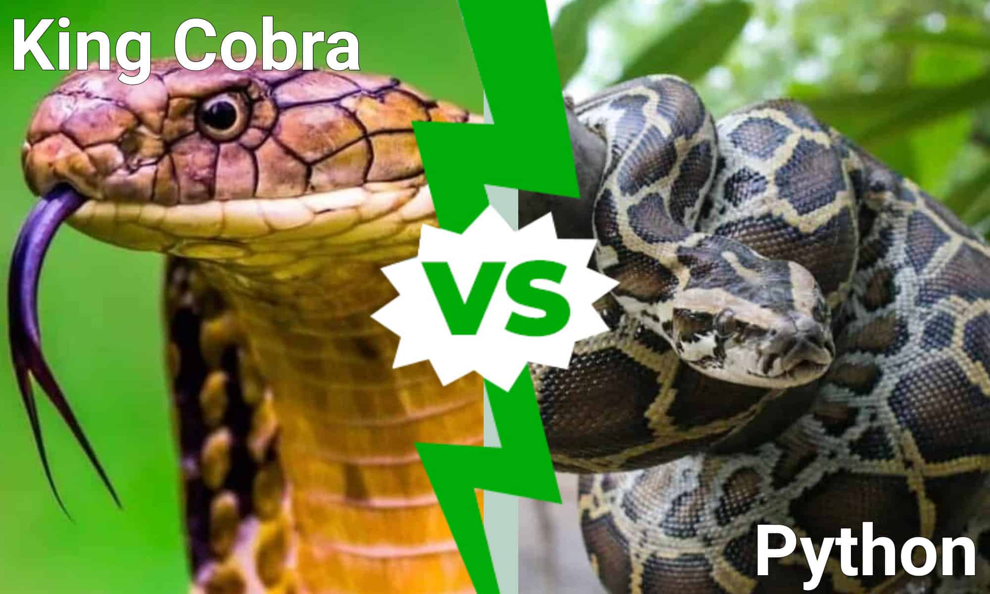 King Cobra vs. Python: quale serpente mortale vincerebbe in un combattimento?