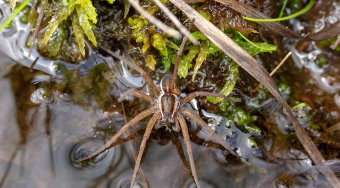  Perché i ragni portuali sono così grandi?  Che tipo di ragni sono?
