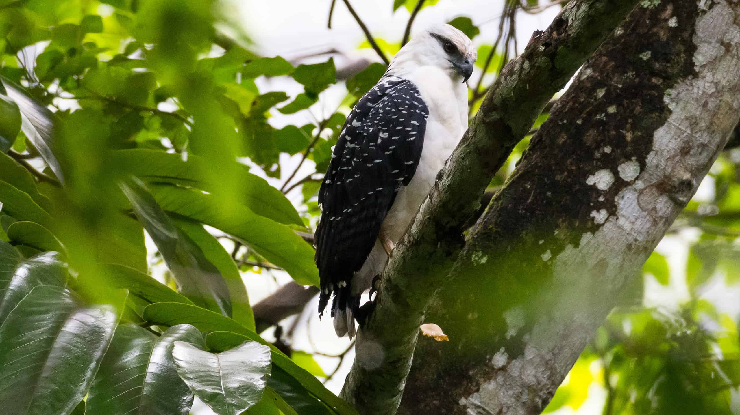 La bellezza degli uccelli bianchi: 15 tipi diversi e le loro straordinarie caratteristiche