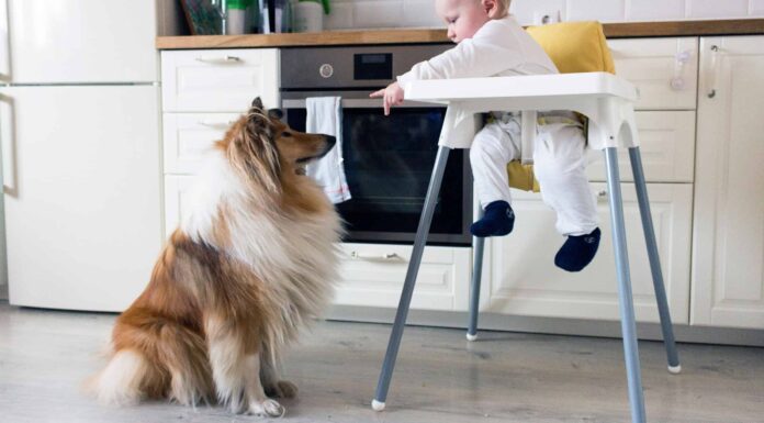 I cani capiscono e hanno il senso del tempo?
