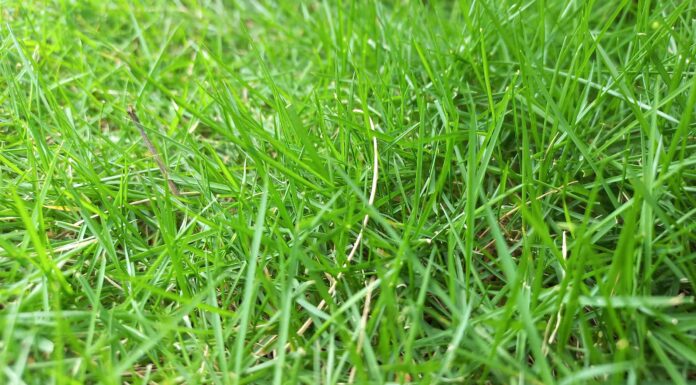 Empire Zoysia: pro, contro, tasso di diffusione e altro!
