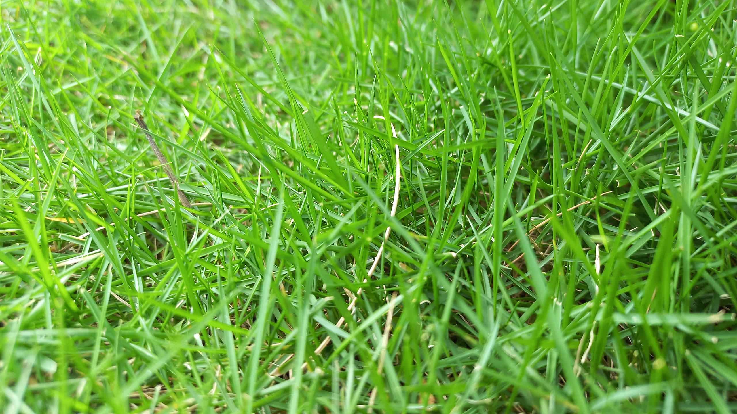 Empire Zoysia: pro, contro, tasso di diffusione e altro!