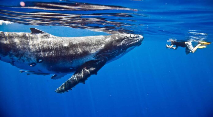  Le balene sono amiche?  Scopri quando è sicuro e pericoloso nuotare con loro
