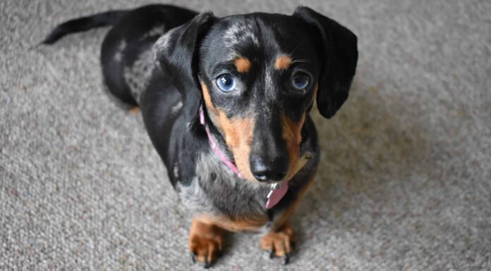 Scopri i 3 tipi di cani bassotto
