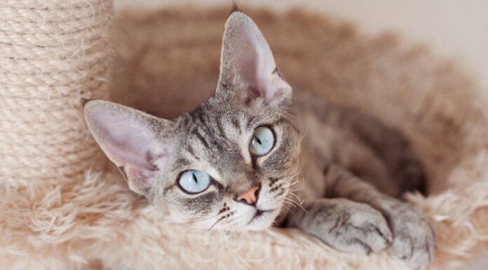 Scopri tutti i 9 tipi di Rex Cat
