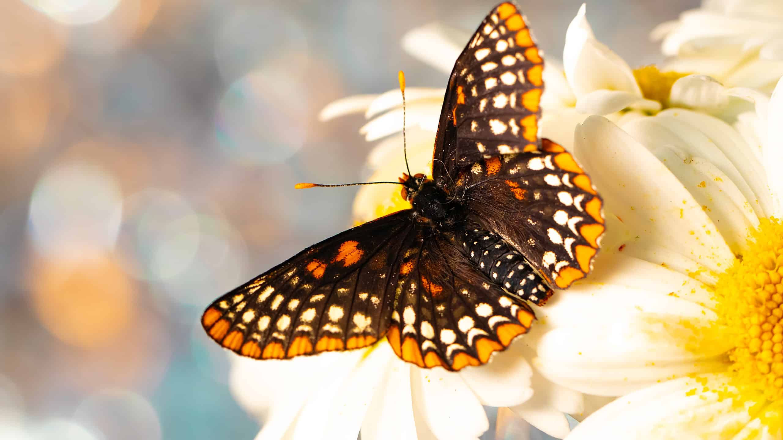 Scopri l'insetto ufficiale dello stato del Maryland